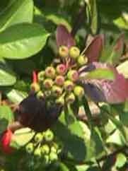 Aronia x prunifolia Viking Ruusukasvit Rosaceae Pystyoksainen vanhemmiten tuuhea pensas, 1-1,5 m. Korkea, lehdet ovat kiiltävän tummanvihreät, kaljut, hienohampaiset, alta vaaleammat.