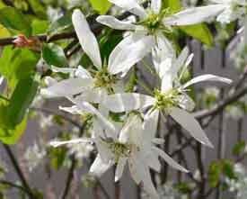 Amelanchier laevis ruusukasvit Rosaceae Sirotuomipihlajan tuntee sirosta kasvustaan ja ohuista oksistaan. Se on isokasvuinen pensas vanhemmiten pienen puun kaltainen.