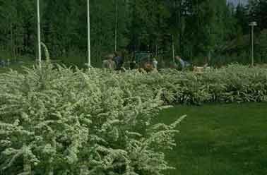 Spiraea 'Grefsheim' ruusukasvit Rosaceae Norjanangervo on n 1-1,5 m:n korkuinen tiheä ja ohutversoinen pensas.