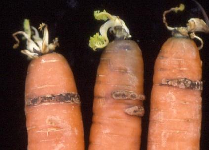Kuva 15. Kuivina kesinä porkkanarupi voi aiheuttaa laatuongelmia. Sama rupibakteeri vioittaa monia juureksia ja perunaa. (Kuva: Asko Hannukkala kuoppina, jotka levitessään tuhoavat porkkanan kokonaan.