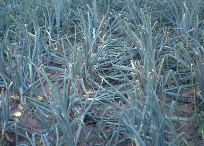 Sipulinnaattihome Naattihome voi aiheuttaa sateisina kesinä erittäin suuria satotappioita lakastuttamalla naatit kesken kasvukauden.