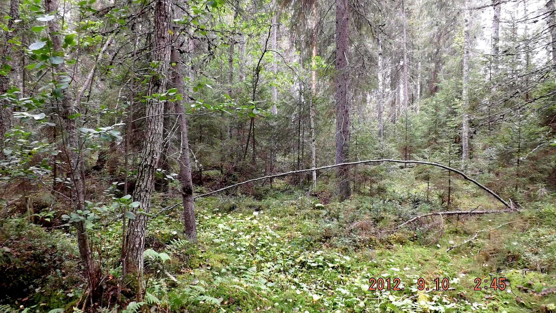 Rinteessä on vanhoja raitoja, joista osa on kaatunut maahan sekä vanhoja kuusimaapuita. Vanhan kuusimetsän ilmentäjälajeista esiintyy ainakin ruostekääpä, kuusenkääpä ja punahäivekääpä.