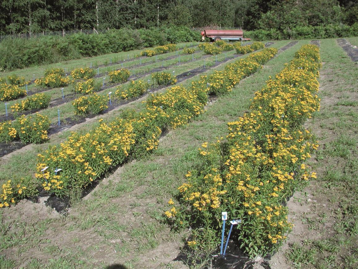 2001 metyylikavikolia 59,8 % ja 15,9 % trans-anetolia. Vuonna 2002 Mikkelissä korjattujen kasvien metyylikavikolipitoisuus oli 78-88 %.