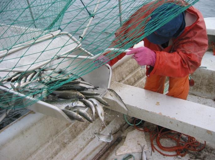 3 energiaa kuluttava ja lähiruokaa tuottava kalastus on luonteeltaan ympäristöystävällistä. Pohjanmaan silakanpyyntilaivasto on pieni, mutta samalla nykyaikainen ja tehokas.