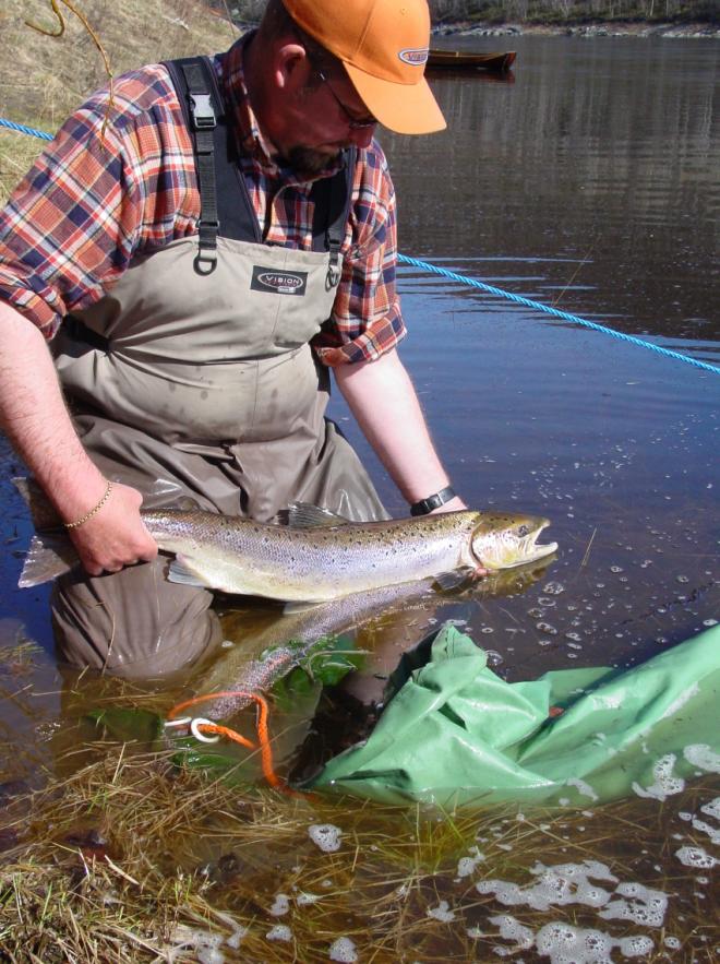 ATLANTIN LOHI (Salmo salar, L.