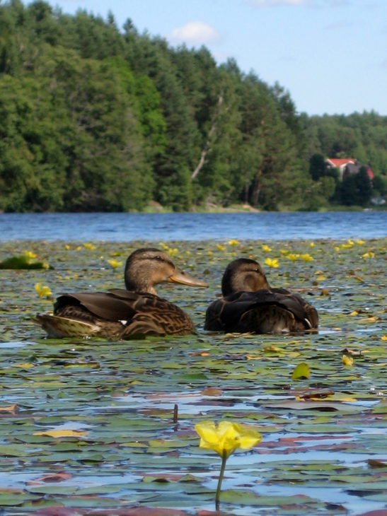 SYYS 3/201 3 Ruotsin Evankelisluterilainen