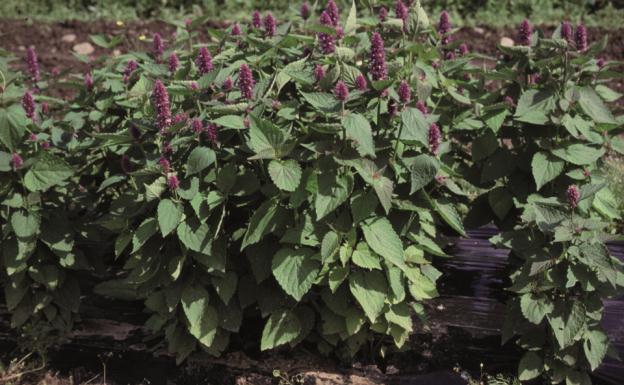 YRTTI-IISO (Agastache foeniculum (Pursh) O.Kuntze) KASVIN KUVAUS Yrtti-iiso eli anisiisoppi on monivuotinen, huulikukkaiskasvien heimoon kuuluva ruohokasvi, joka on kotoisin Pohjois-Amerikasta.