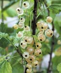 Maista, maista mansikkaa! MARJA-ARONIA 'VIKING' bäraronia Aronia Prunifolia-ryhmä 'Viking'. Vyöhyke I V. Korkeus 1 1,5 m. Rote va kasvuinen, harvahaarainen, suuri marjainen kanta.
