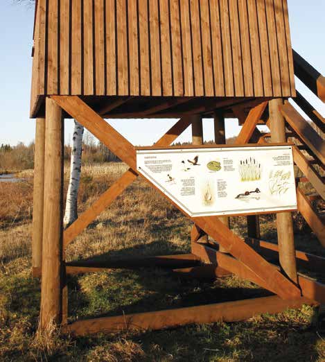 synnystä ja kehityksestä.