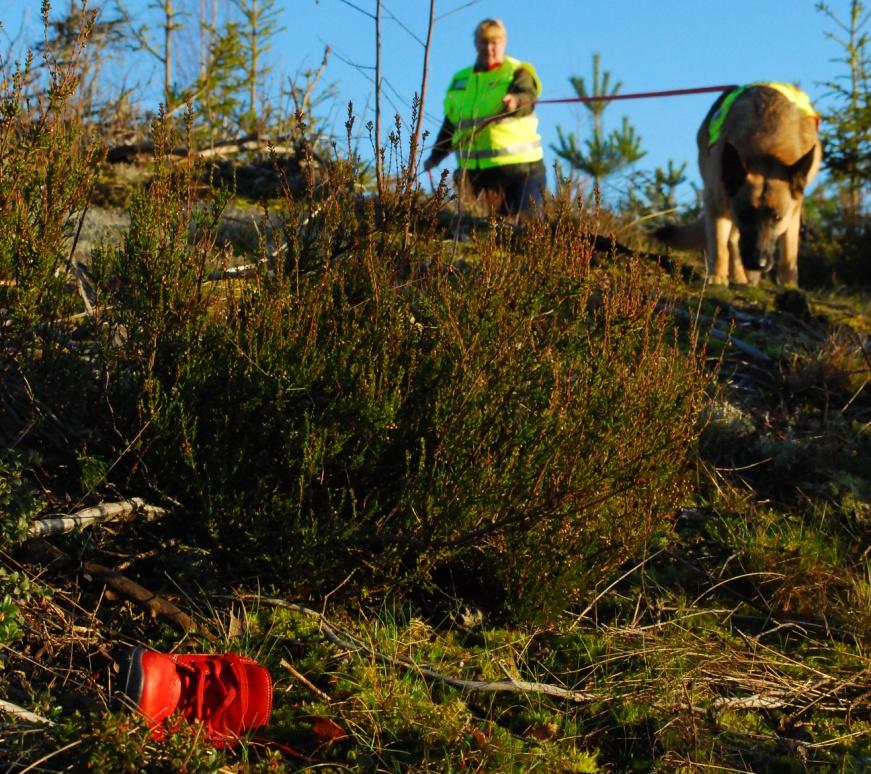 KOE: koira etsii maksimissaan 2500 m² alueelta/ rakennuksista/sortumista henkilöitä, joiden määrää (2 5) ohjaaja ei tiedä.