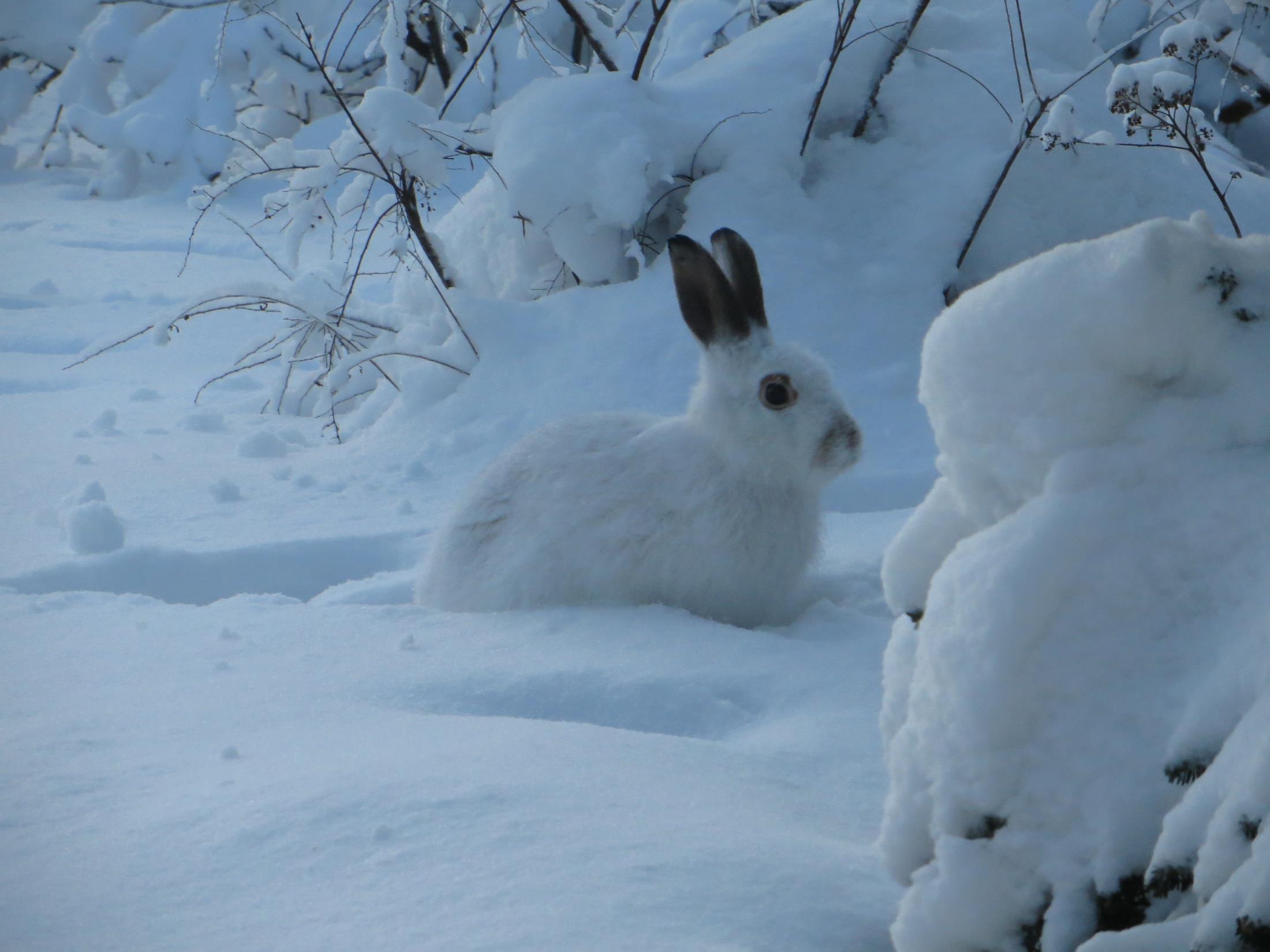 KIITOS