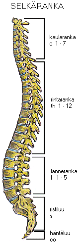 Vaurion tasot Kaularanka (C1-C7): neliraajahalvaus (tetraplegia) Rintaranka (T1-T12): alaraajojen halvaus (paraplegia) Lanneranka (L1-L5): alaraajojen