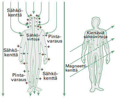 7 2.4 Altistuminen sähkö- ja magneettikentille Pientaajuiset sähkö- ja magneettikentät indusoivat kehoon sähkövirtoja. Kuvan 2.