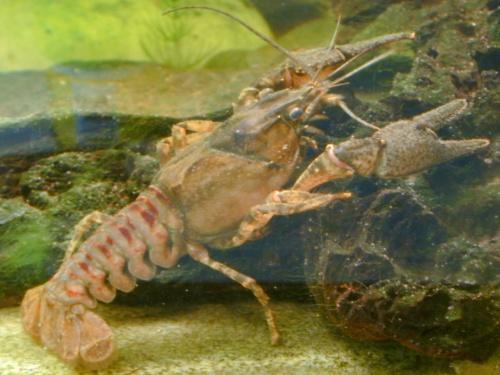 Aiemmat nimitykset: Vieraskieliset nimet: en: Spiny-cheek crayfish sv: Amerikansk dvärgkräfta Kuva 64. Orconectes limosus. Andreas R. Thomsen, Wikipedia commons/public Domain.