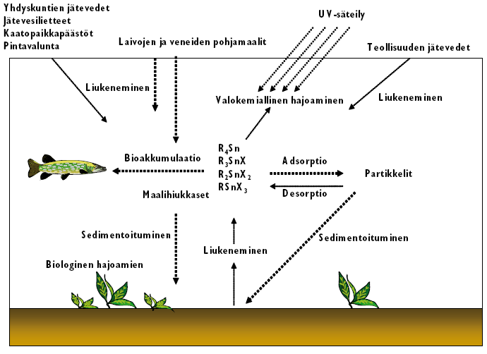 20 adsorboituvat helposti sedimentteihin. (Rüdel, 2003; Cao et al., 2009) Orgaanisten tinayhdisteiden käyttäytymistä vesiympäristössä on havainnollistettu kuvassa 3.1.