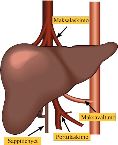 KUVAT KERTOVAT Hannu Jalanko ja Krister Höckerstedt Maksa on ihmisen suurin ja biokemiallisesti monipuolisin elin.