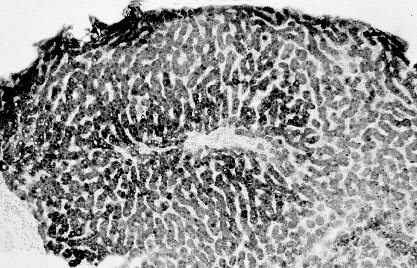 Dissen tilaan erittyy myös solunulkoisen väliaineen (ECM) proteiineja. Hepatosyytit ovat toiminnallisesti erilaisia MP K u v a 2. Maksan histologiaa.