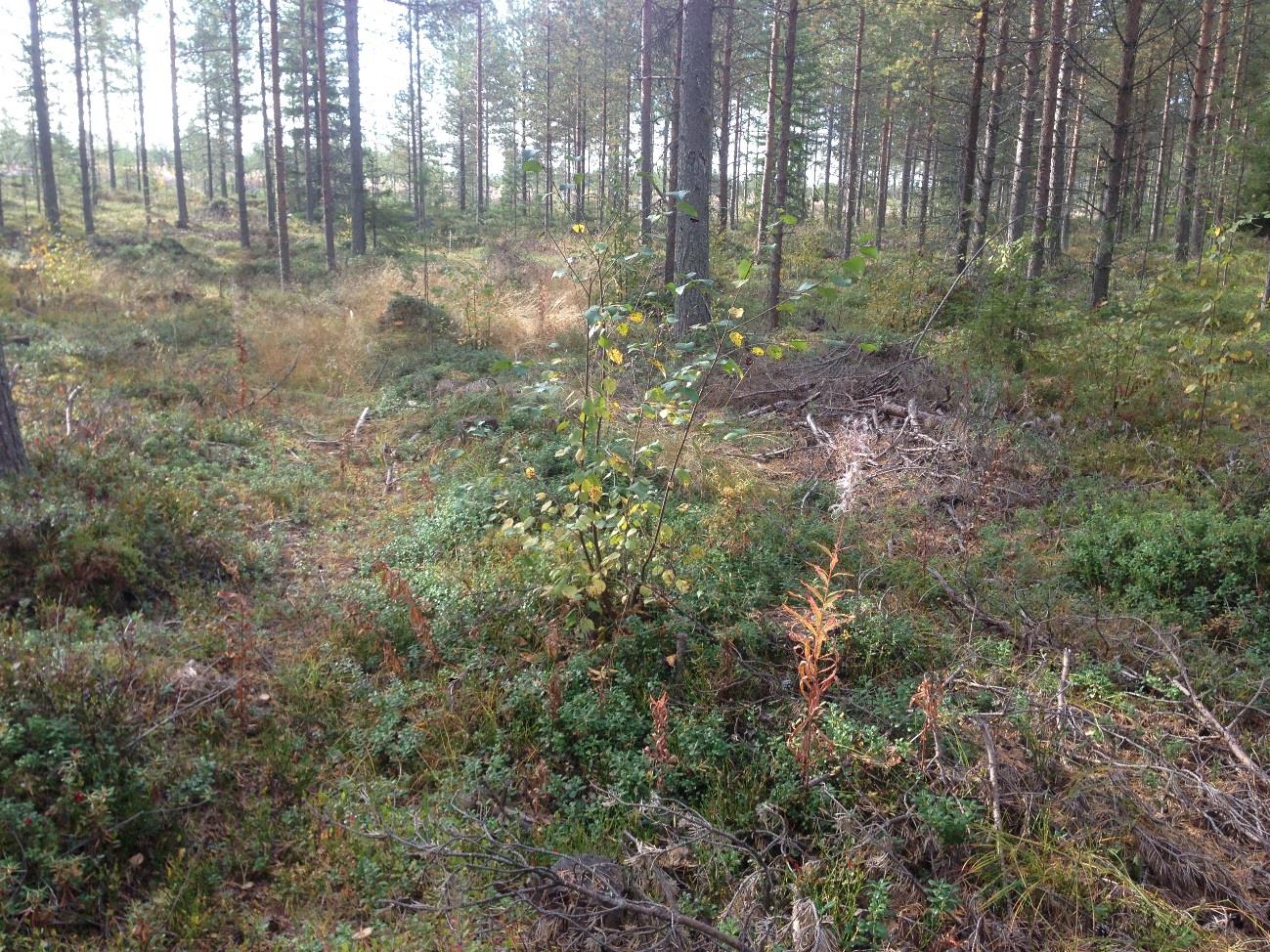 30 MITTAUSTULOSTEN POIKKILEIKKAUKSET JA VERTAILUALUEIDEN KUVAT Liite 1 1(7) Ajoura.