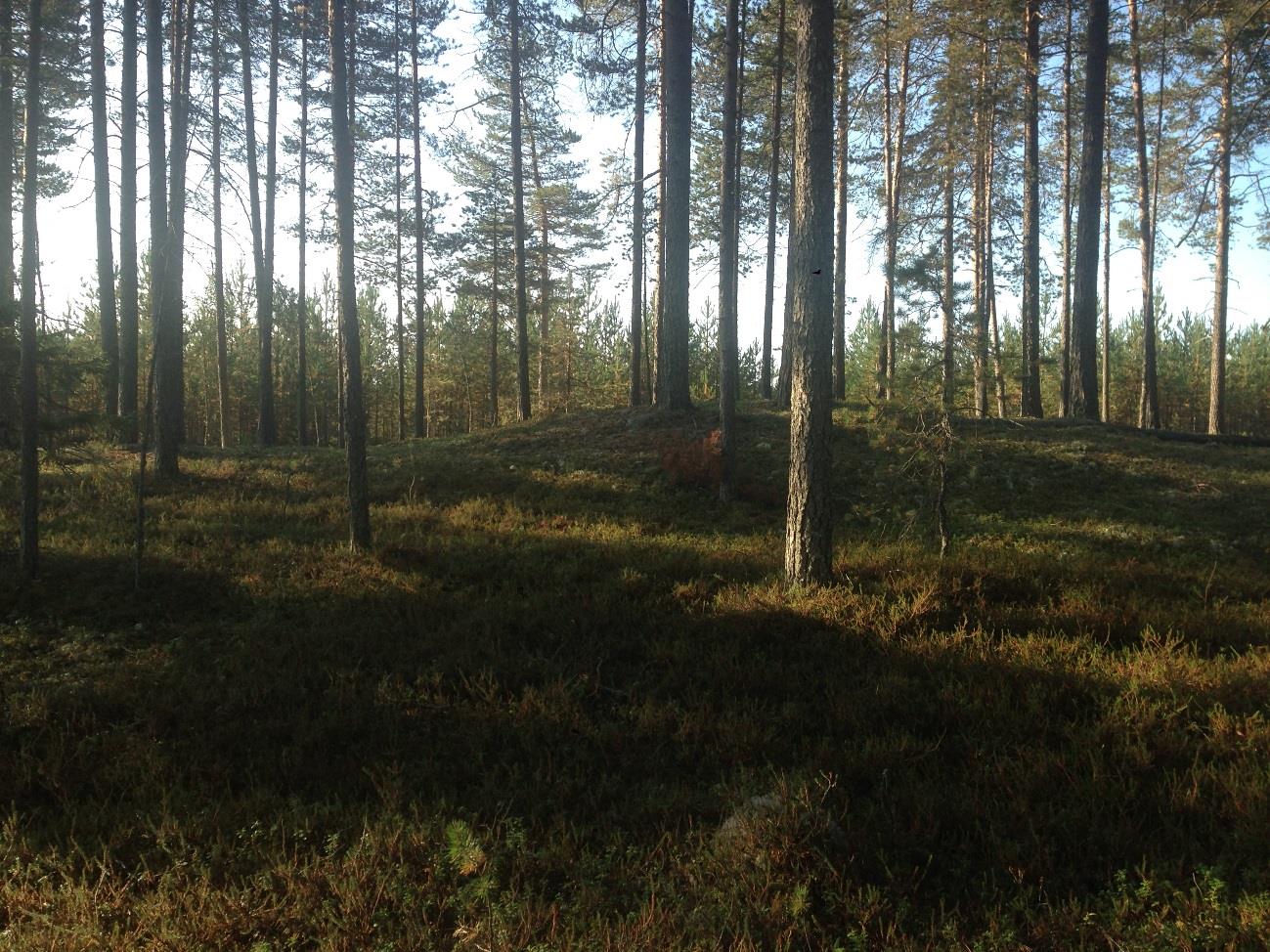 32 Liite 1 3(7) Isometsä.
