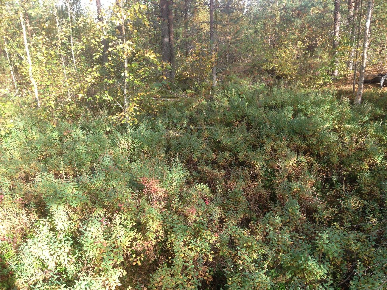 33 Liite 1 4(7) Pienimetsä.