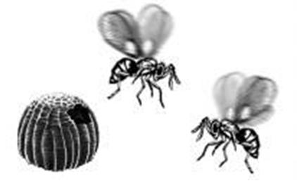 Luomun moldavialainen loinen Trichogramma brassicae ei pellolla turhia nirsoile Ritariperhonen ja kaikki tutkitut