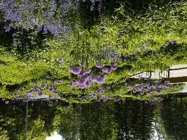 Metsäarboretum on