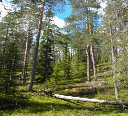 Kävelykampanja syyskuusta joulukuuhun 2013. Haasteessa mukana koko seutukunta: Aura, Koski Tl, Loimaa, Marttila, Oripää, Pöytyä ja Tarvasjoki.