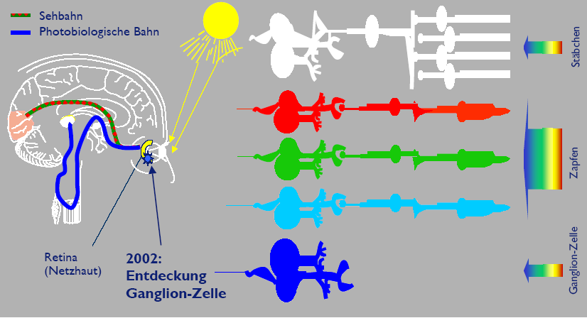 Ganglion cell Uusi hermosolu Visuaalinen