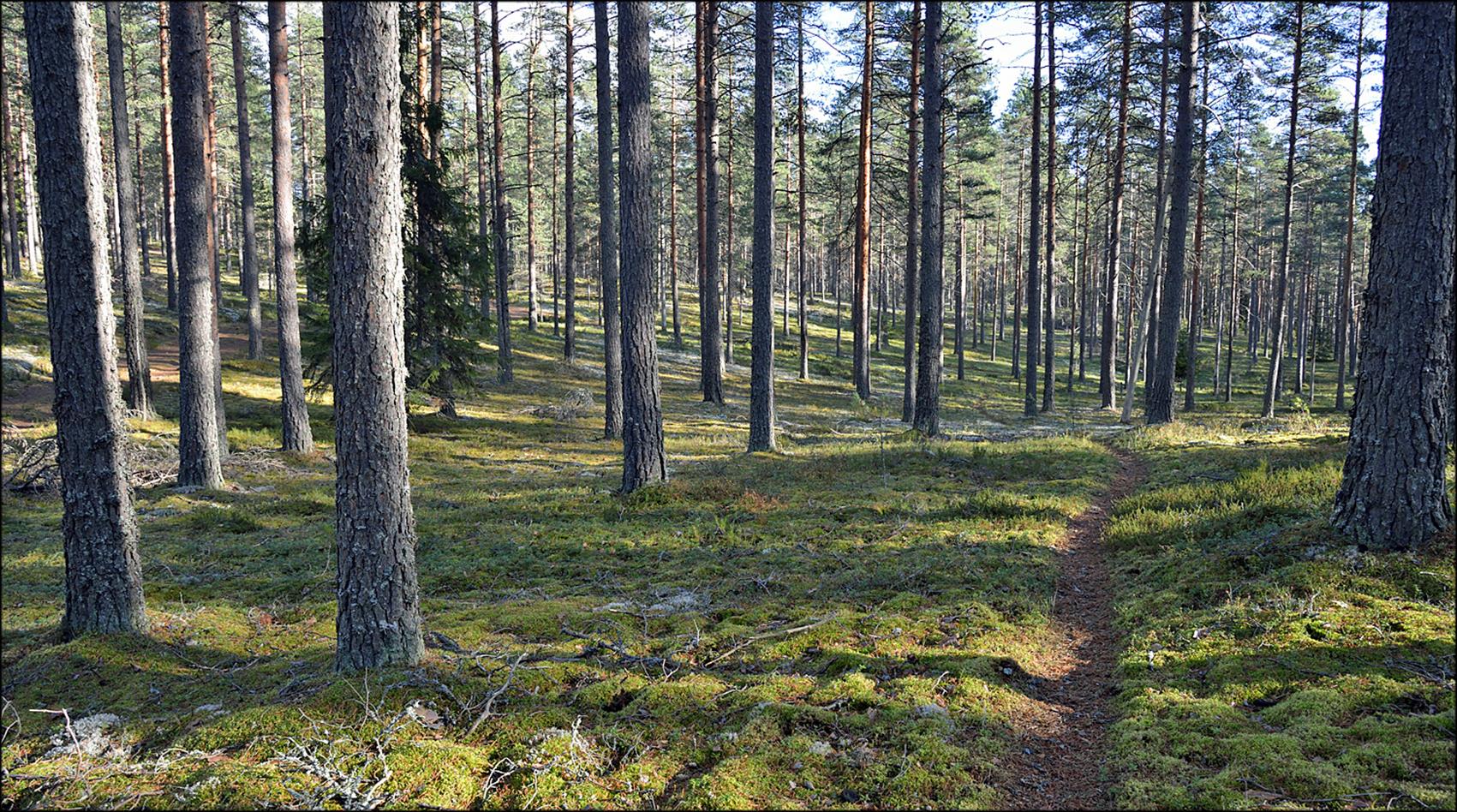 KIITOS!