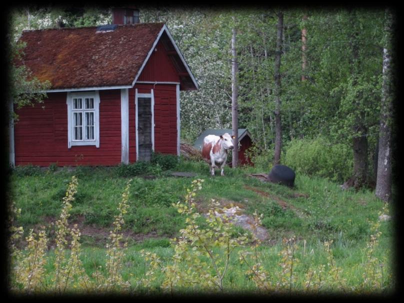 Työtoimintaa Majvikin maatilalla Käytännön toteutus Toimintaa on ollut läpi kesän toukokuun alusta syyskuun loppuun.