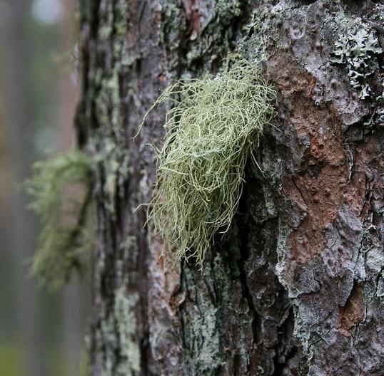 BIOINDIKAATTORITUTKIMUS