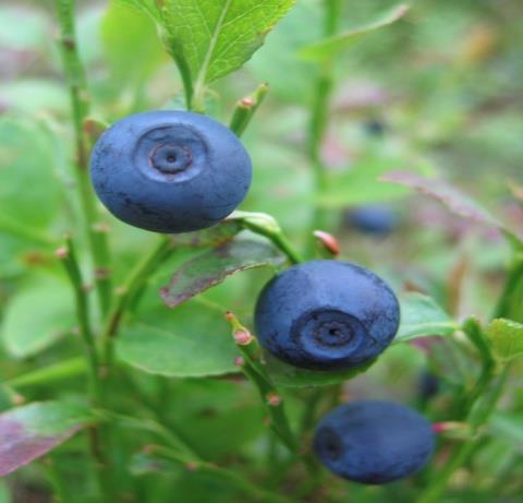 Forest berries in