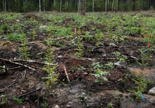 Kuusen metsänviljelyaineisto tilannekatsaus Meillä on tutkimuslaboratorio, jossa pystymme tuottamaan, testaamaan ja säilyttämään kuusen solukkolinjoja suomalaisesta