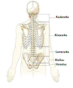 24 Kuva 3. Selkäranka (Mukaillen Drake, Vogl & Mitchell 2005, 26.) 6.