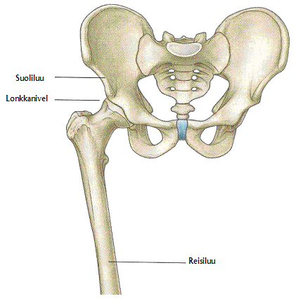 27 Reisiluu, femur, on luuston pisin ja painavin luu. Reisiluun kaulan, collum femoriksen, päässä oleva pallomainen caput femoris niveltyy lonkkanivelen nivelkuoppaan, acetabulumiin.