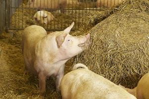 Suomessa ei typistetä sikojen häntiä, kuten monessa muussa maassa tehdään hännänpurennan ehkäisemiseksi.