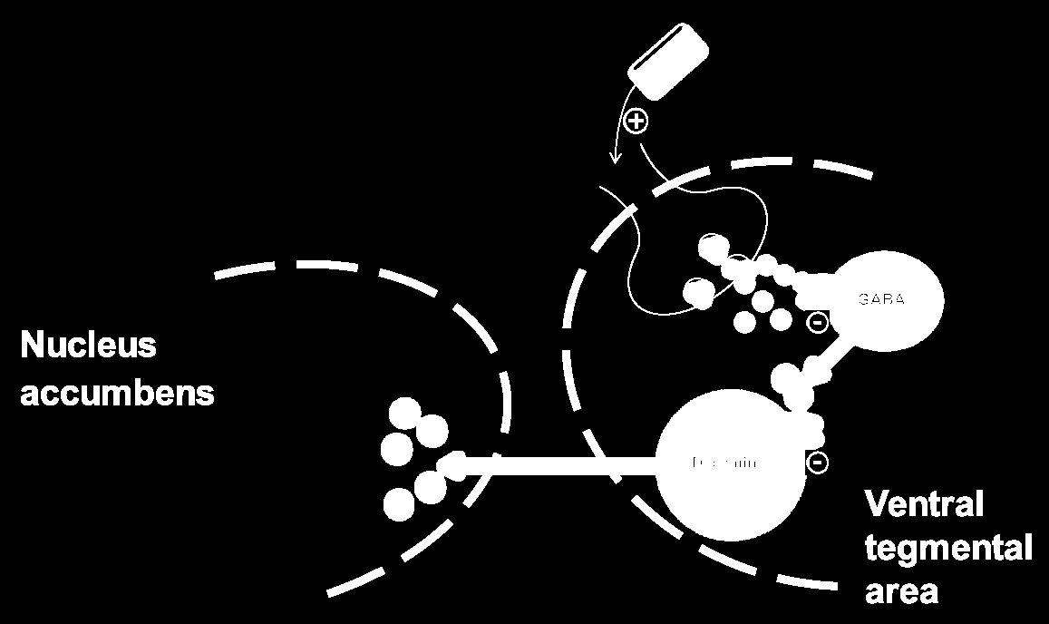 Acute alcohol enhances dopamine release mediated through β-endorphin β-endorphin Dopamine GABA Alcohol increased β-endorphin inhibition of GABA