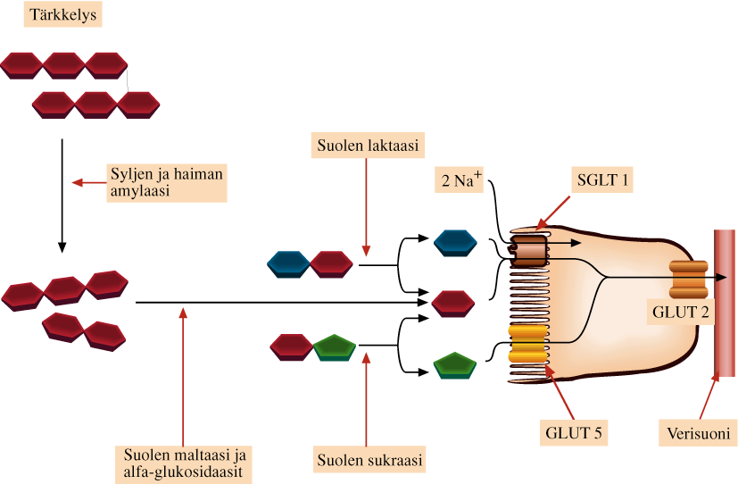 K u v a 2. Ravinnon hiilihydraattien hajottaminen suolessa.