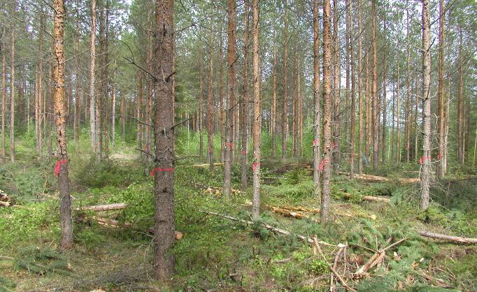 Metsään Peruskurssilta opit oman metsän hoitoon 13.11.