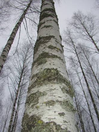 Metsään Peruskurssilta opit oman