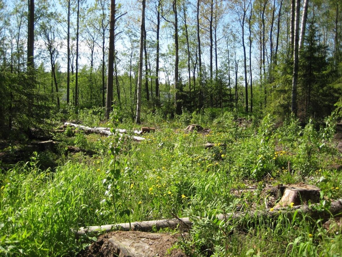 Uudistaminen pienaukolla istuttaen Uudistettavaan metsään tehdään enintään 0,3 hehtaarin kokoinen pienaukko, johon istutetaan kasvupaikalle sopivia taimia.