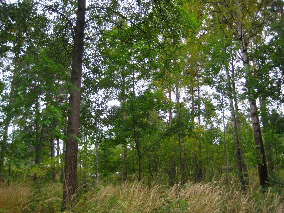 Pienpuuston harvennus Pienpuustoa eli metsässä kasvavaa nuorta puustoa, puuntaimia ja vesakkoa harvennetaan metsän kookkaamman puuston alla.