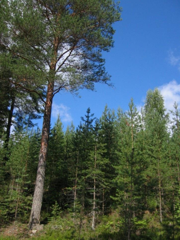 Männyn ja koivun luontainen uudistaminen Mänty- tai koivuvaltaista metsää harvennetaan hyvin harvapuustoiseksi. Toimenpiteellä saadaan uutta puusukupolvea metsikössä jo olevan puuston siemenistä.