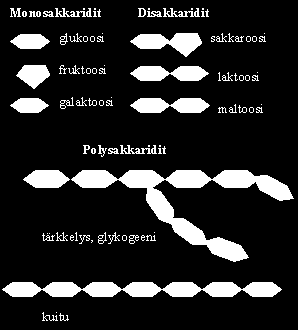 7 3.1.1 Hiilihydraattien rakenne Hiilihydraatit jaetaan kemiallisen rakenteensa mukaan mono-, di- ja polysakkarideihin.