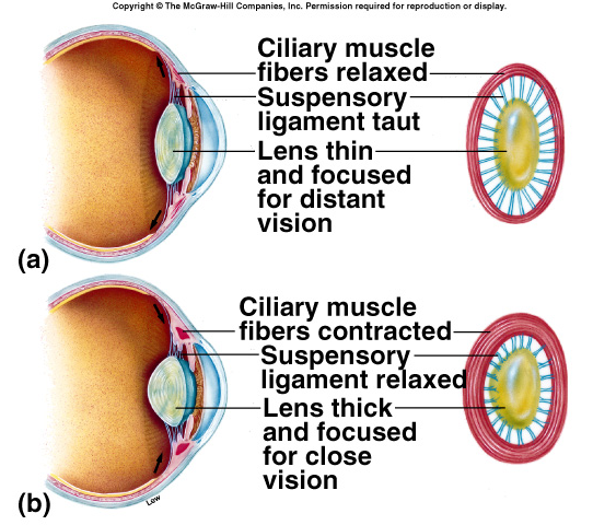 Valon transduktion vaiheet fotoreseptorisolussa 1) Valo aktivoi rhodopsiinin (retinaali) 2) G-proteiinin aktivaatio 3) Fosfodiesteraasin aktivaatio 4) [cgmp] i laskee 5) cgmp kanavat kiinni 6)