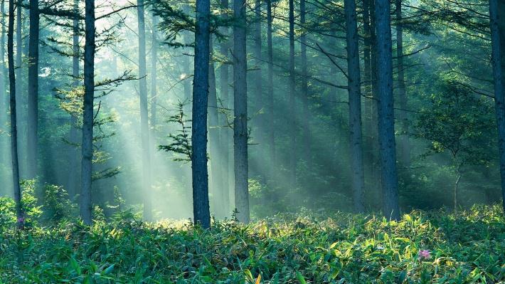 Metsäpohjainen biotalous: Mahdollisuuksia ja haasteita Uusiutuva kotimainen resurssipohja Hiilineutraalin tuotannon mahdollisuudet Kestävän metsätalouden perinteet Metsätalouden