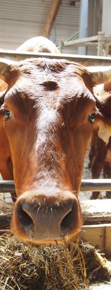 Luomukotieläintilat Luomukotieläintilojen määrä on viime vuosina lisääntynyt. Vuonna 2014 Suomessa oli yhteensä 825 luomukotieläintilaa. Suurin osa luomueläintiloista tuottaa naudanlihaa tai maitoa.