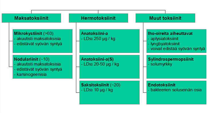 Myrkyllisyys voidaan selvittää ainoastaan laboratoriotutkimuksissa kaikkiin sinileväesiintymiin