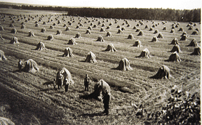 Maatalousympäristön linnuston muutos: Kauhajoen Marttilankylä 1960 62 1984 Peltosirkku 60 37 Pensastasku 48 17 Keltavästäräkki 31 1 Kiuru 28 55 + Niittykirvinen 11 0 Keltasirkku 11 8 Isokuovi 11 22 +