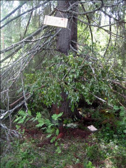 Huvimaja HUVIMAJA Huvimajassa asuu koira nimeltä Vilma. Vilma asuu metsässä koska sillä ei ole muuta kotia ja se on yksinäinen.